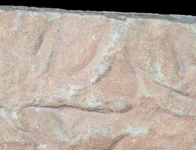 Rare Fossil Reptile Skin Impression - Green River Formation #12267